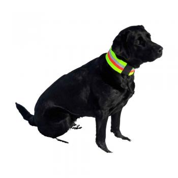 Preview: Signalhalsband dehnbar